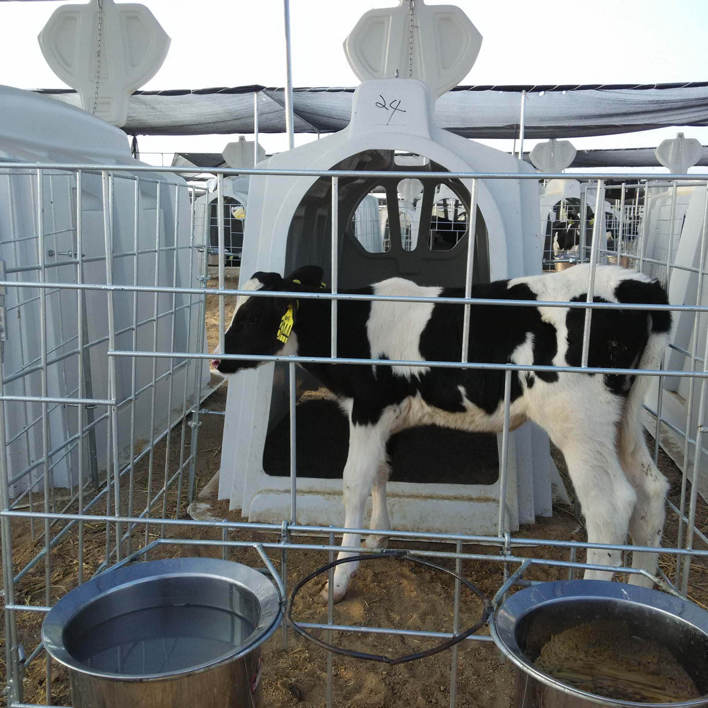 Advanced, Allpurpose cattle farm equipment for LivestockLocal After