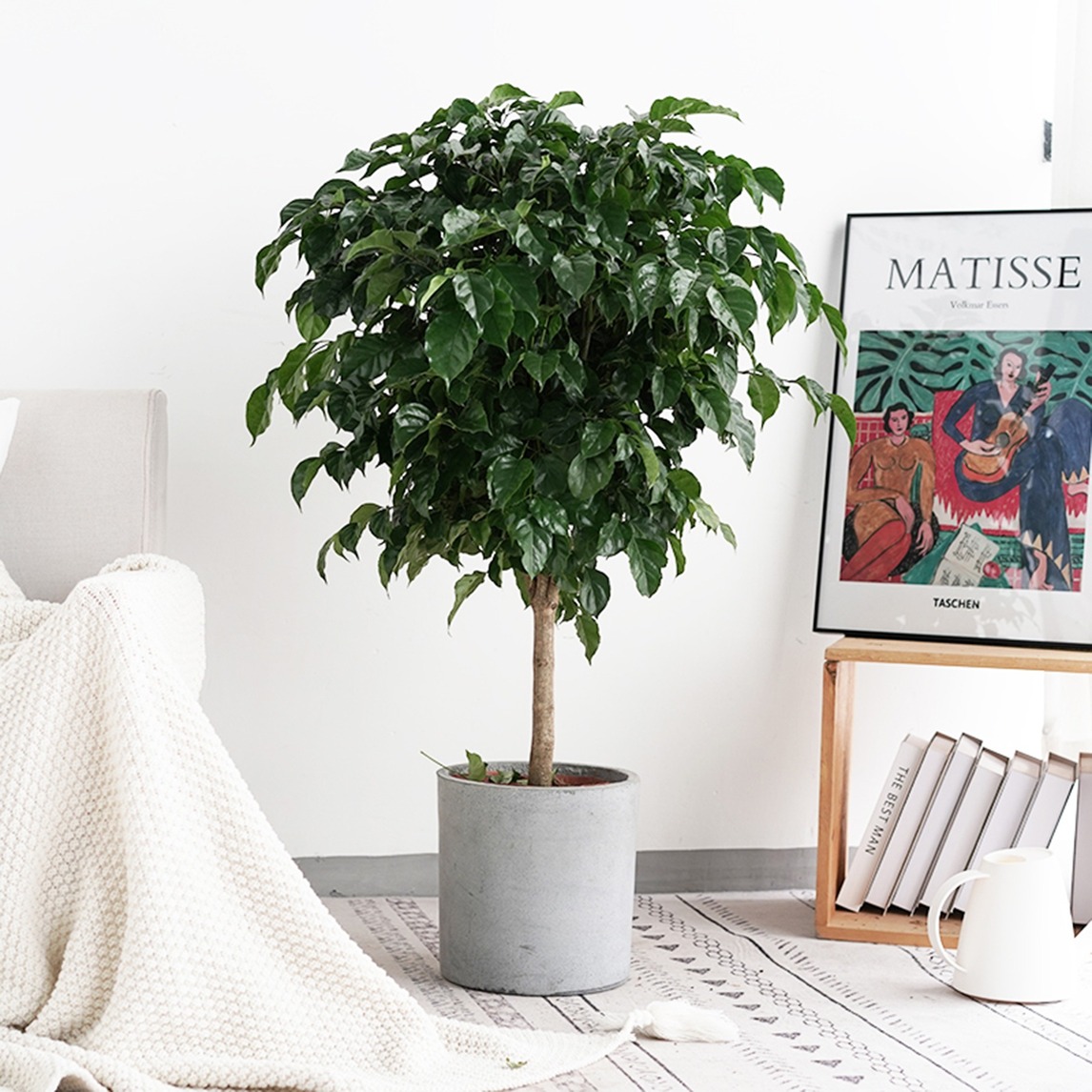 几盆绿植,客厅最美的装饰 - dreamers设计效果图 - 每平每屋·设计家