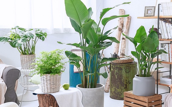 绿植打造北欧风阳台