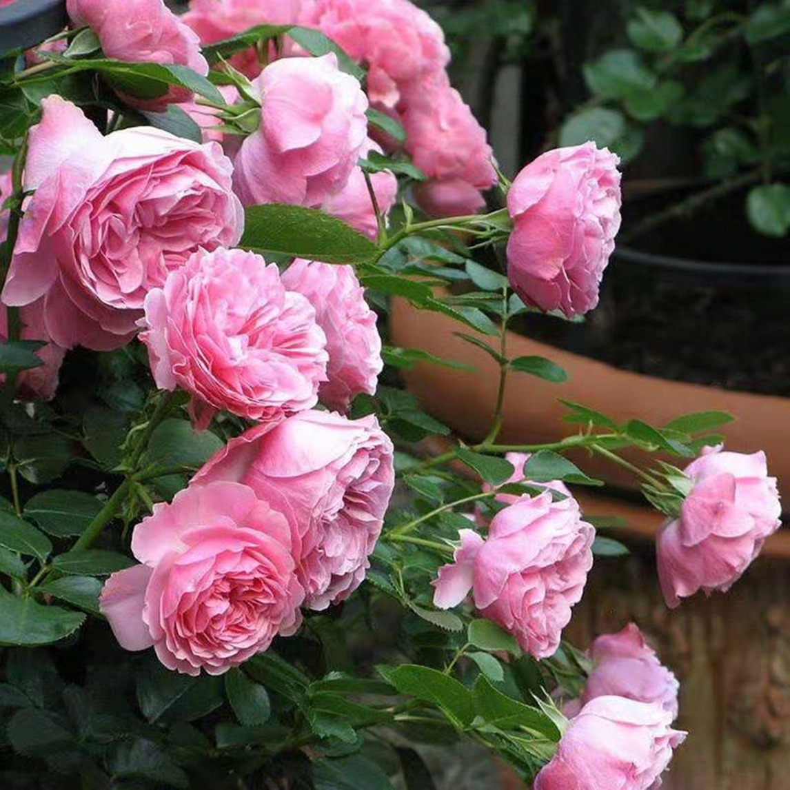 的花多头,粉色达芬奇月季