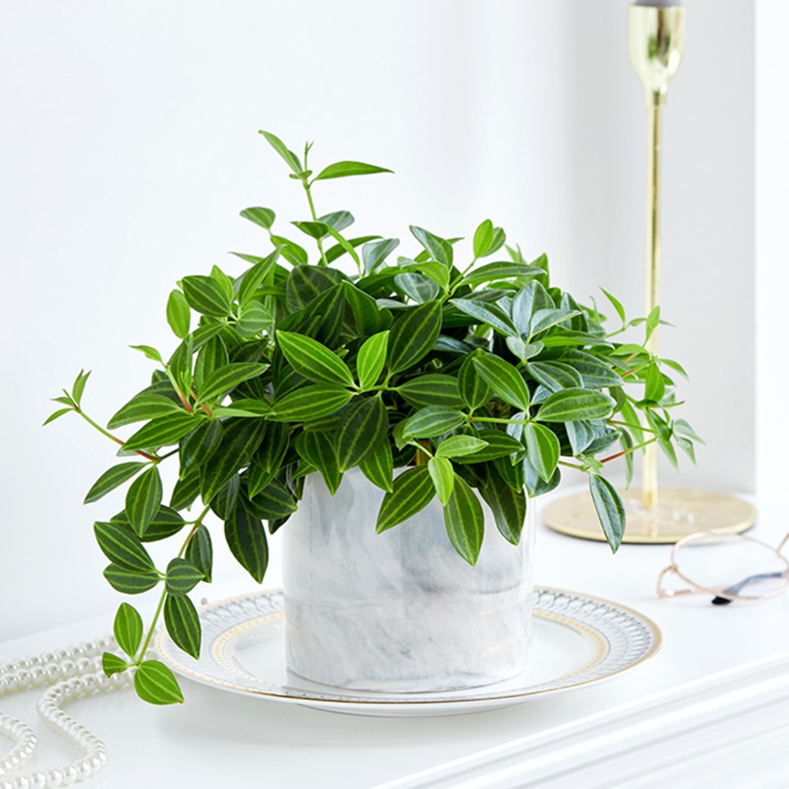 清新优雅,客厅里的北欧风绿植