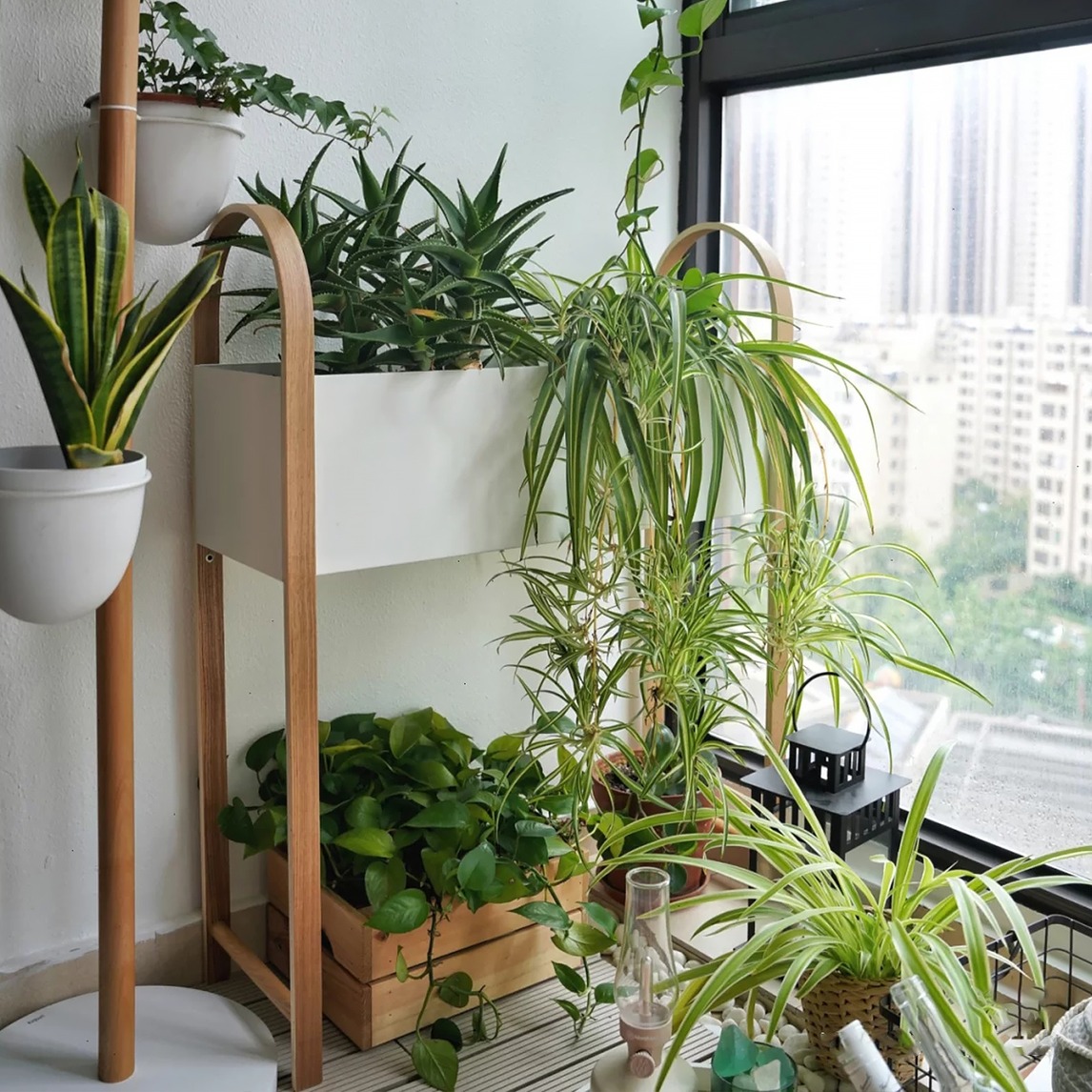 打造绿植花园~ - umbra设计效果图 - 每平每屋·设计家